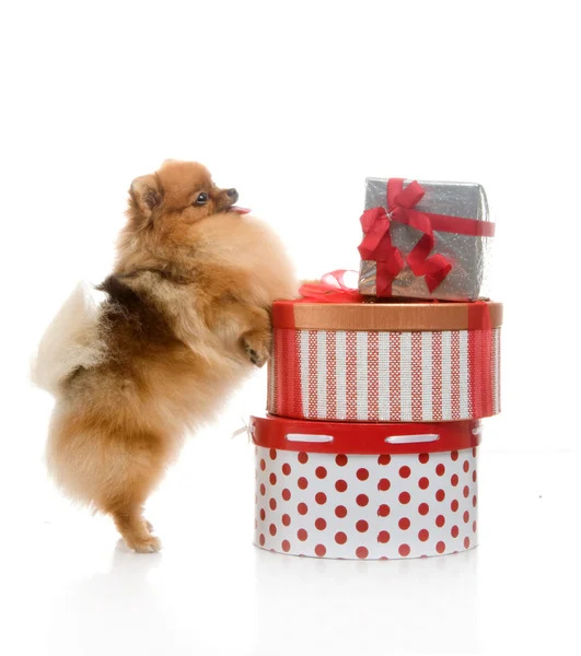 Spitz, Pomerania perro con cajas de regalo en el estudio de tiro sobre fondo blanco — Foto de Stock