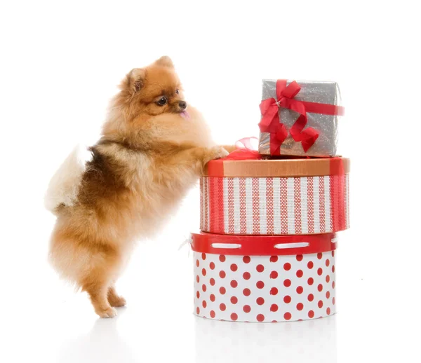 Spitz, Pomeranian dog with gift-boxes in studio shot on white background — Stock Photo, Image