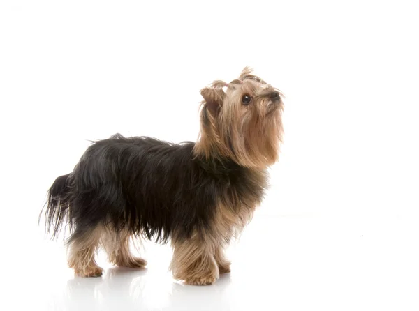 Yorkshire Terrier stúdió — Stock Fotó