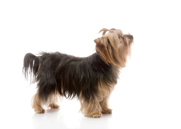 Yorkshire terrier Studio — Stok fotoğraf