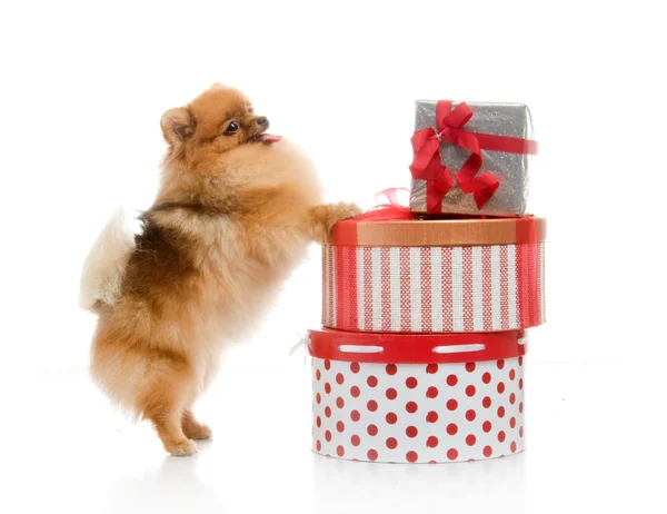 Spitz, Pomerania perro con cajas de regalo en el estudio de tiro sobre fondo blanco — Foto de Stock