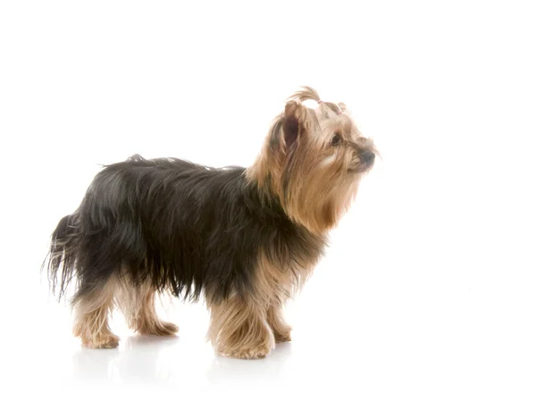 Yorkshire Terrier in studio — Stock Photo, Image