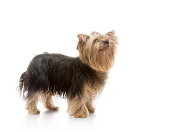 Yorkshire terrier im studio — Stockfoto