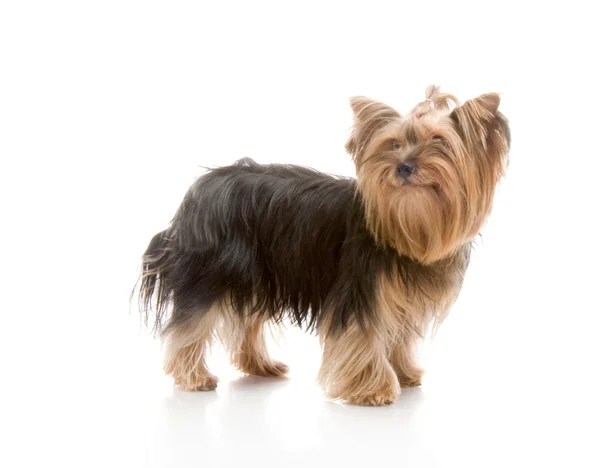 Yorkshire terrier w studio — Zdjęcie stockowe