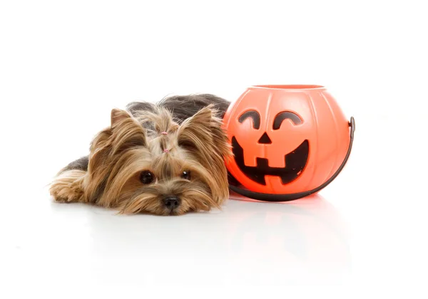 Yorkshire Terrier with halloween pumpkin, studio shot on white background — Stock Photo, Image