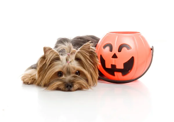 Yorkshire Terrier with halloween pumpkin, studio shot on white background — Stock Photo, Image