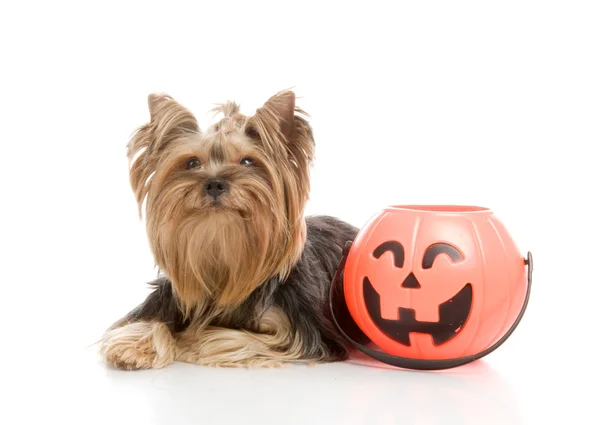 Yorkshire Terrier with halloween pumpkin, studio shot on white background — Stock Photo, Image