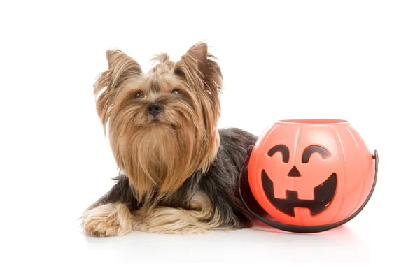 Yorkshire Terrier with halloween pumpkin, studio shot on white background — Stock Photo, Image