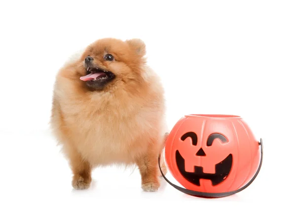 Spitz, Pomeranian dog with Halloween pumpkin in studio shot on white background — Stock Photo, Image