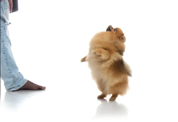 Spitz, Pomeranian dog in studio on white background — Stock Photo, Image