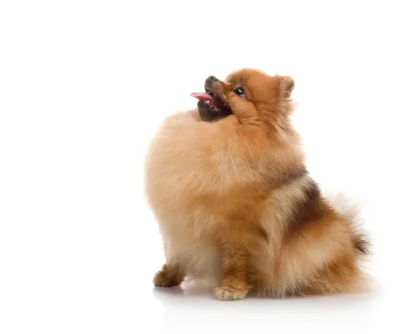 스 피 츠, 흰색 바탕에 스튜디오에서 Pomeranian 개 — 스톡 사진