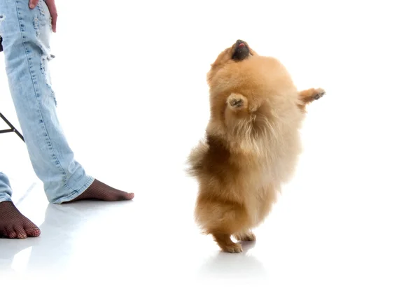 Spitz, Pomeranian dog in studio on white background — Stock Photo, Image