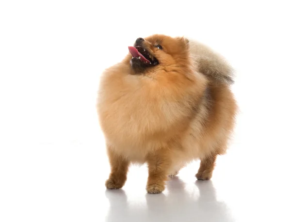 Špic pomeranian psí Studio na bílém pozadí — Stock fotografie