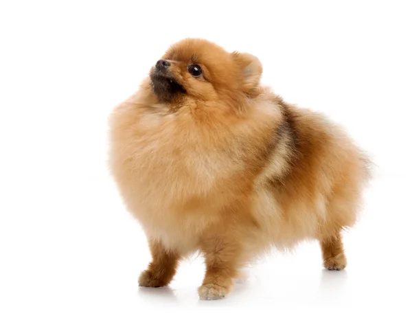 Spitz, pomeranian hund i studio på vit bakgrund — Stockfoto