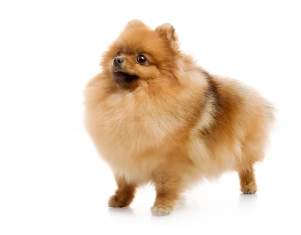 Spitz, pomeranian hund i studio på vit bakgrund — Stockfoto