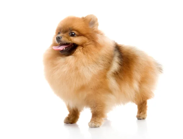 Spitz, Pomeranian dog en estudio sobre fondo blanco — Foto de Stock