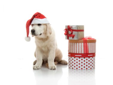 3 aylık golden retriever yavrusu hediye kutuları yığınını yakın kırmızı santa claus şapka içinde