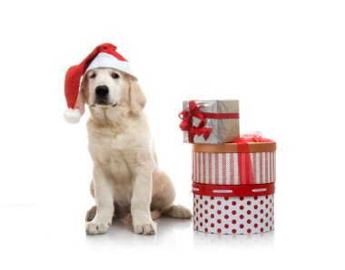 3 aylık golden retriever yavrusu hediye kutuları yığınını yakın kırmızı santa claus şapka içinde
