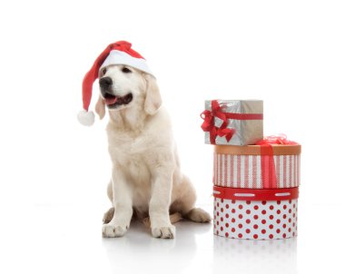 3 aylık golden retriever yavrusu hediye kutuları yığınını yakın kırmızı santa claus şapka içinde