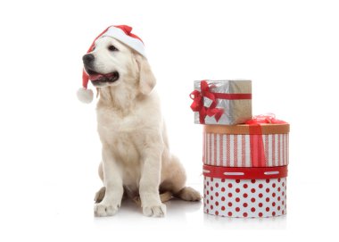 3 aylık golden retriever yavrusu hediye kutuları yığınını yakın kırmızı santa claus şapka içinde