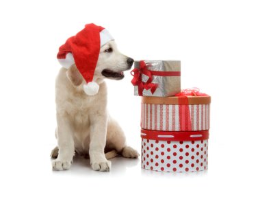 3 aylık golden retriever yavrusu hediye kutuları yığınını yakın kırmızı santa claus şapka içinde