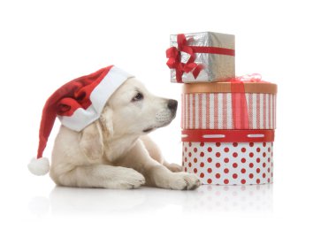 3 aylık golden retriever yavrusu hediye kutuları yığınını yakın kırmızı santa claus şapka içinde