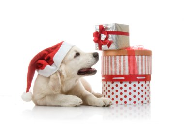 3 aylık golden retriever yavrusu hediye kutuları yığınını yakın kırmızı santa claus şapka içinde