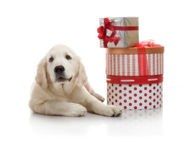 3 aylık golden retriever yavrusu hediye kutuları yığınını yakın kırmızı santa claus şapka içinde