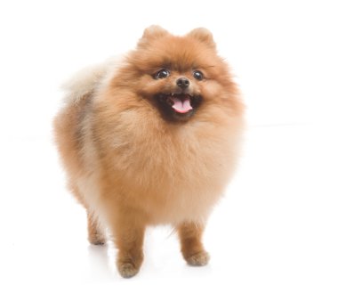 Spitz, beyaz zemin üzerine Studio Pomeranya köpeği