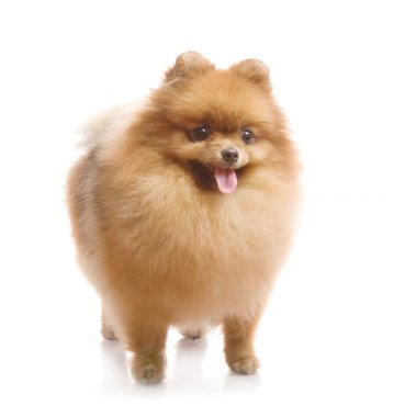 Spitz, beyaz zemin üzerine Studio Pomeranya köpeği