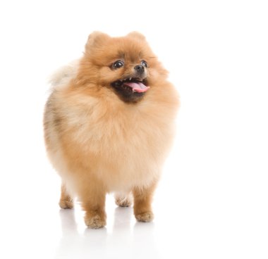 Spitz, beyaz zemin üzerine Studio Pomeranya köpeği