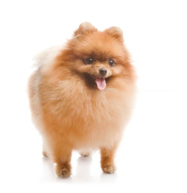 Spitz, beyaz zemin üzerine Studio Pomeranya köpeği