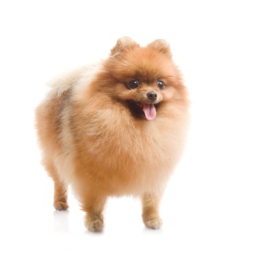 Spitz, beyaz zemin üzerine Studio Pomeranya köpeği
