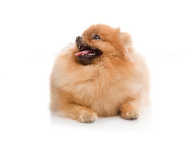 Spitz, beyaz zemin üzerine Studio Pomeranya köpeği