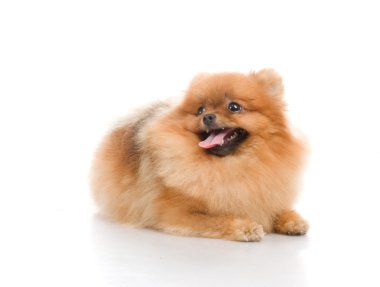 Spitz, beyaz zemin üzerine Studio Pomeranya köpeği