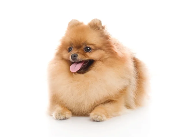 Špic pomeranian psí Studio na bílém pozadí — Stock fotografie