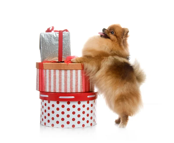 Spitz, Pomerania perro con cajas de regalo en el estudio de tiro sobre fondo blanco — Foto de Stock