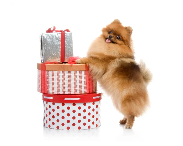 Spitz, Pomerania perro con cajas de regalo en el estudio de tiro sobre fondo blanco — Foto de Stock