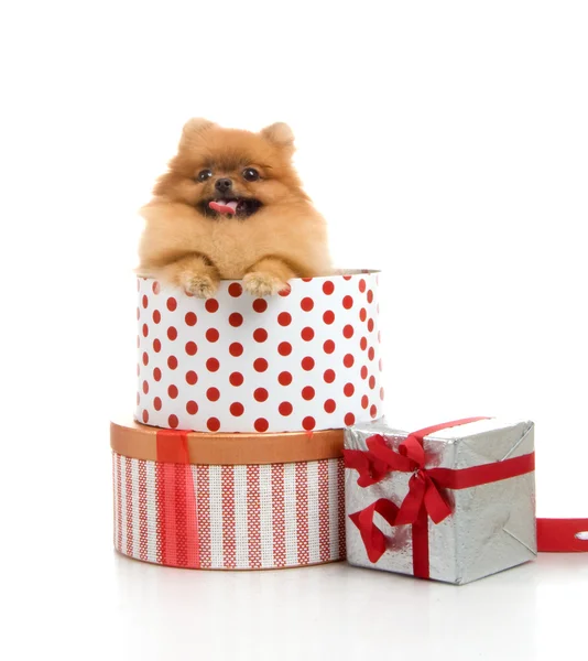 Spitz, Pommeren hond in geschenkbox, studio opname op witte achtergrond — Stockfoto