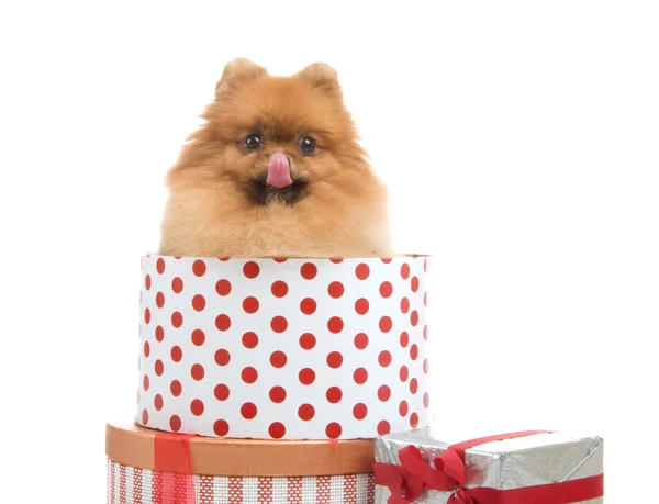 Spitz, cão da Pomerânia em caixa de presente, estúdio filmado em fundo branco — Fotografia de Stock