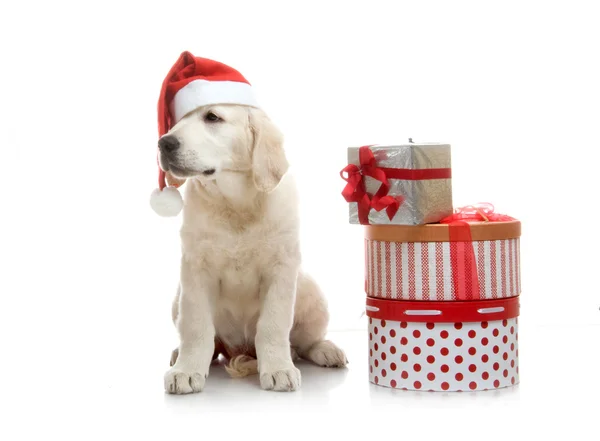 Tří měsíční zlatý retrívr štěně v červeném klobouku santa claus v blízkosti stoh krabic s dárky — Stock fotografie