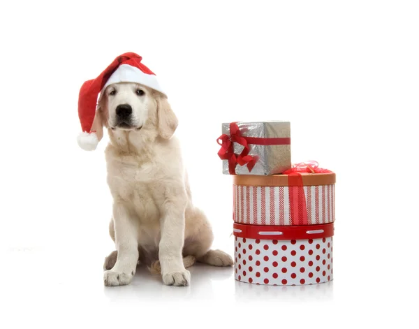 Three-month golden retriever puppy in a red Santa Claus hat near to a stack of boxes with gifts — Stock Photo, Image