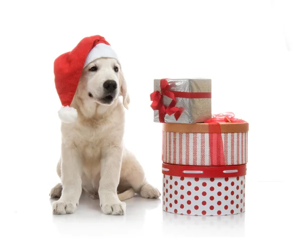 Three-month golden retriever puppy in a red Santa Claus hat near to a stack of boxes with gifts — Stock Photo, Image