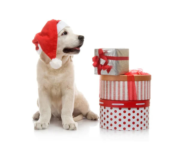 Filhote de cachorro golden retriever de três meses em um chapéu vermelho do Papai Noel perto de uma pilha de caixas com presentes — Fotografia de Stock
