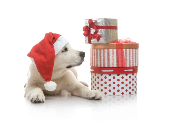 Cachorro golden retriever de tres meses en un sombrero rojo de Santa Claus cerca de una pila de cajas con regalos — Foto de Stock