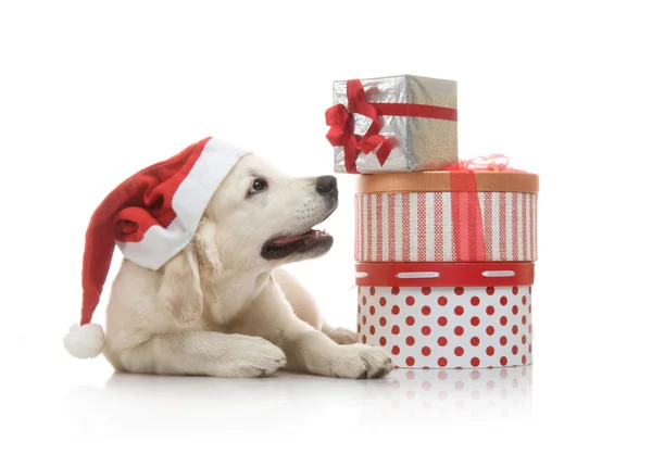 Three-month golden retriever puppy in a red Santa Claus hat near to a stack of boxes with gifts — Stock Photo, Image