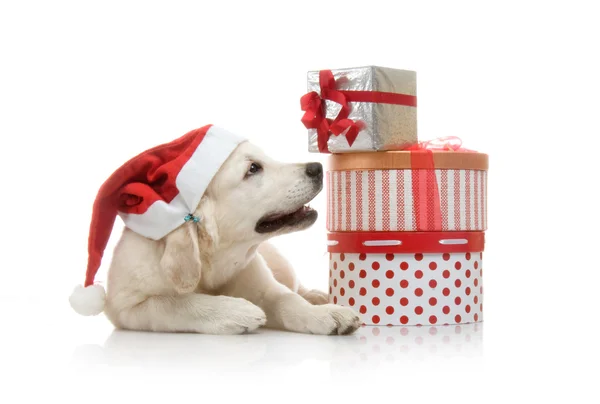 Three-month golden retriever puppy in a red Santa Claus hat near to a stack of boxes with gifts — Stock Photo, Image