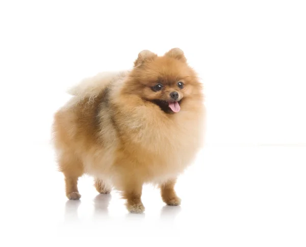 Spitz, pomeranian hund i studio på vit bakgrund — Stockfoto