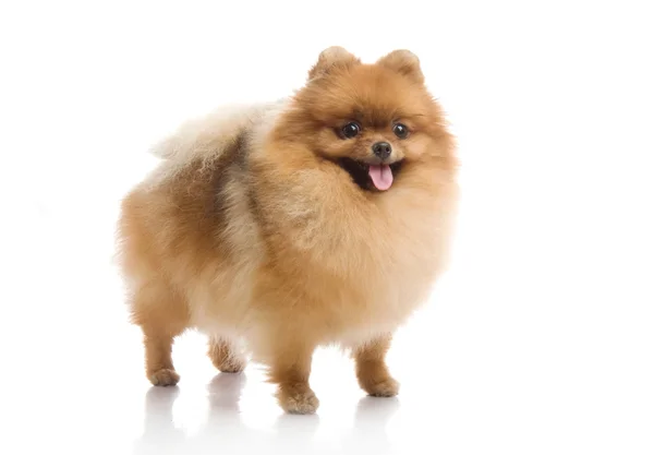 Spitz, pomeranian hund i studio på vit bakgrund — Stockfoto