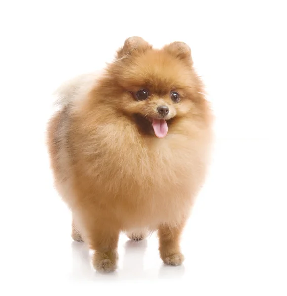 Spitz, cão da Pomerânia em estúdio sobre fundo branco — Fotografia de Stock